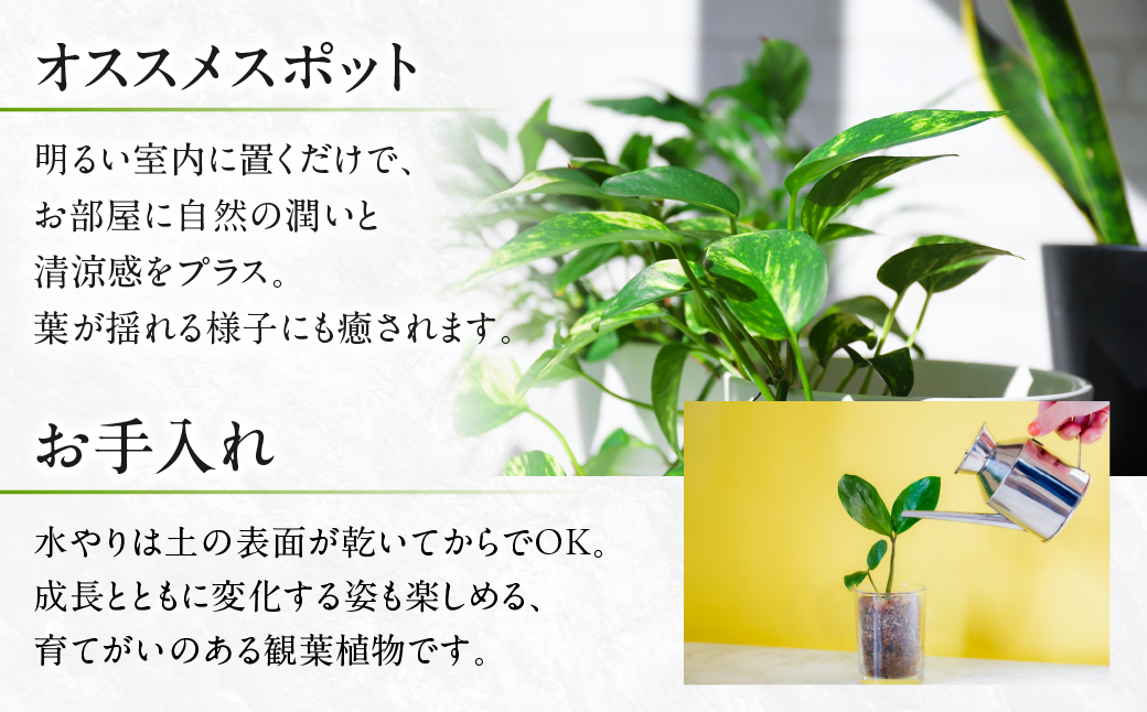 ベンジャミン 観葉植物 植物 5号鉢 人気 おしゃれ かわいい お手入れ 室内 大鉢 中型 インテリア リビング 玄関 寝室 キッチン オフィス プレゼント ギフト 新居 入居 インテリアグリーン グリーン 緑 植物