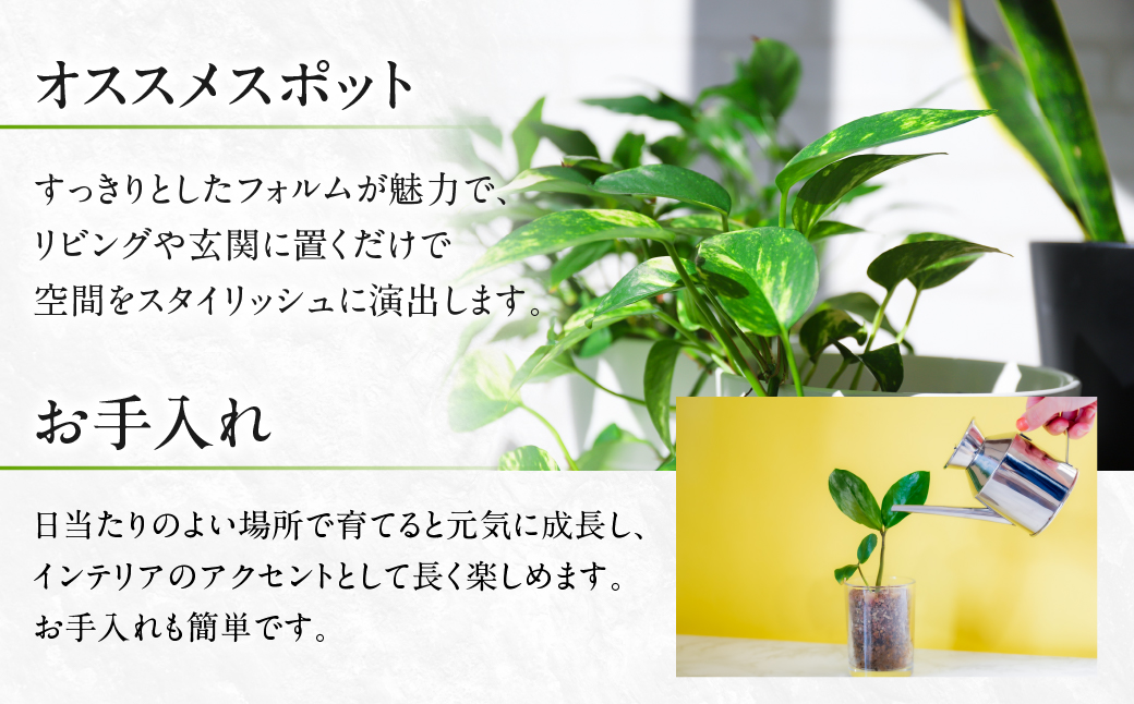 ユッカ 観葉植物 植物 6号鉢 人気 おしゃれ かわいい お手入れ 室内 大鉢 中型 インテリア リビング 玄関 寝室 キッチン オフィス プレゼント ギフト 新居 入居 インテリアグリーン グリーン 緑 植物