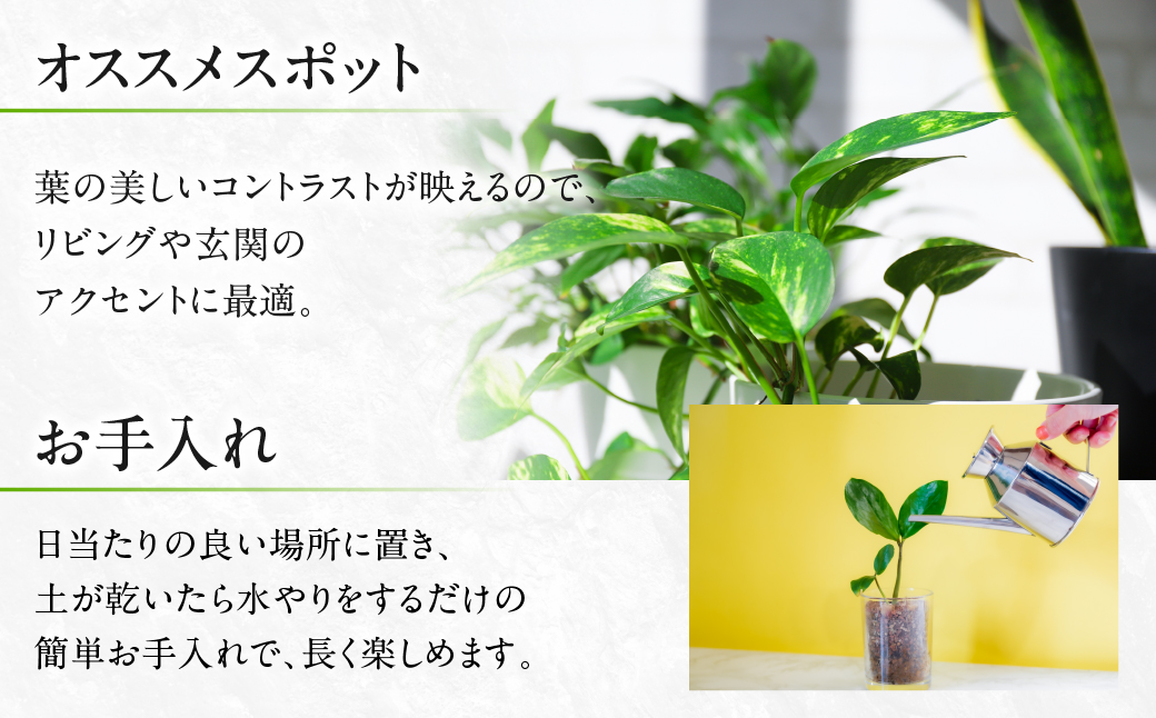 ジェレ 観葉植物 植物 5号鉢 ジェレ 人気 おしゃれ かわいい お手入れ 室内 大鉢 中型 インテリア リビング 玄関 寝室 キッチン オフィス プレゼント ギフト 新居 入居 インテリアグリーン グリーン 緑 植物