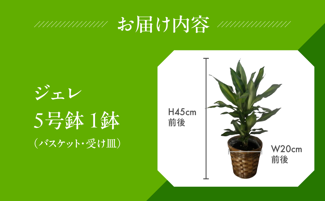 ジェレ 観葉植物 植物 5号鉢 ジェレ 人気 おしゃれ かわいい お手入れ 室内 大鉢 中型 インテリア リビング 玄関 寝室 キッチン オフィス プレゼント ギフト 新居 入居 インテリアグリーン グリーン 緑 植物