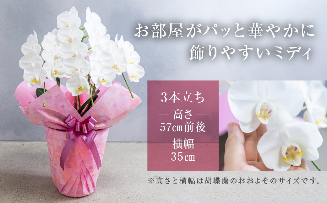 中村洋ラン 胡蝶蘭 ミディ 3本立ち 白 ／ 25輪〜30輪 お花 生花  アマビリス 愛知県 田原市 渥美半島
