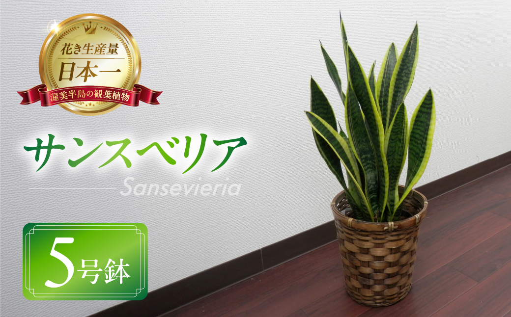 サンスベリア 5号鉢 観葉植物 植物 サンスベリア 人気 おしゃれ かわいい 初心者 枯れにくい 育てやすい お手入れ 室内 大鉢 中型 インテリア リビング 玄関 寝室 キッチン オフィス 店舗 プレゼント ギフト 新築 引っ越し