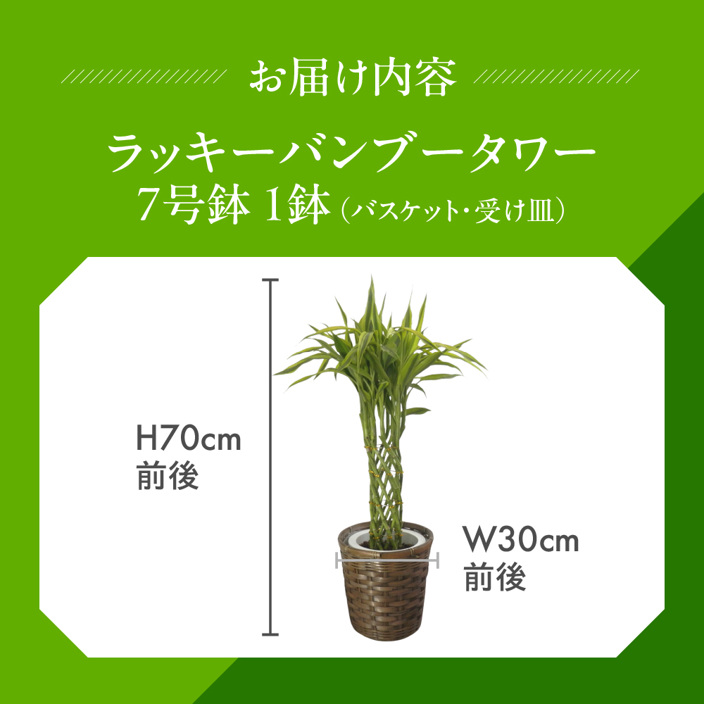 ラッキーバンブータワー 観葉植物 植物 7号鉢 人気 バンブー 竹 おしゃれ かわいい お手入れ 室内 大鉢 中型 インテリア リビング 玄関 寝室 キッチン オフィス プレゼント ギフト 新居 入居 インテリアグリーン グリーン 緑 植物