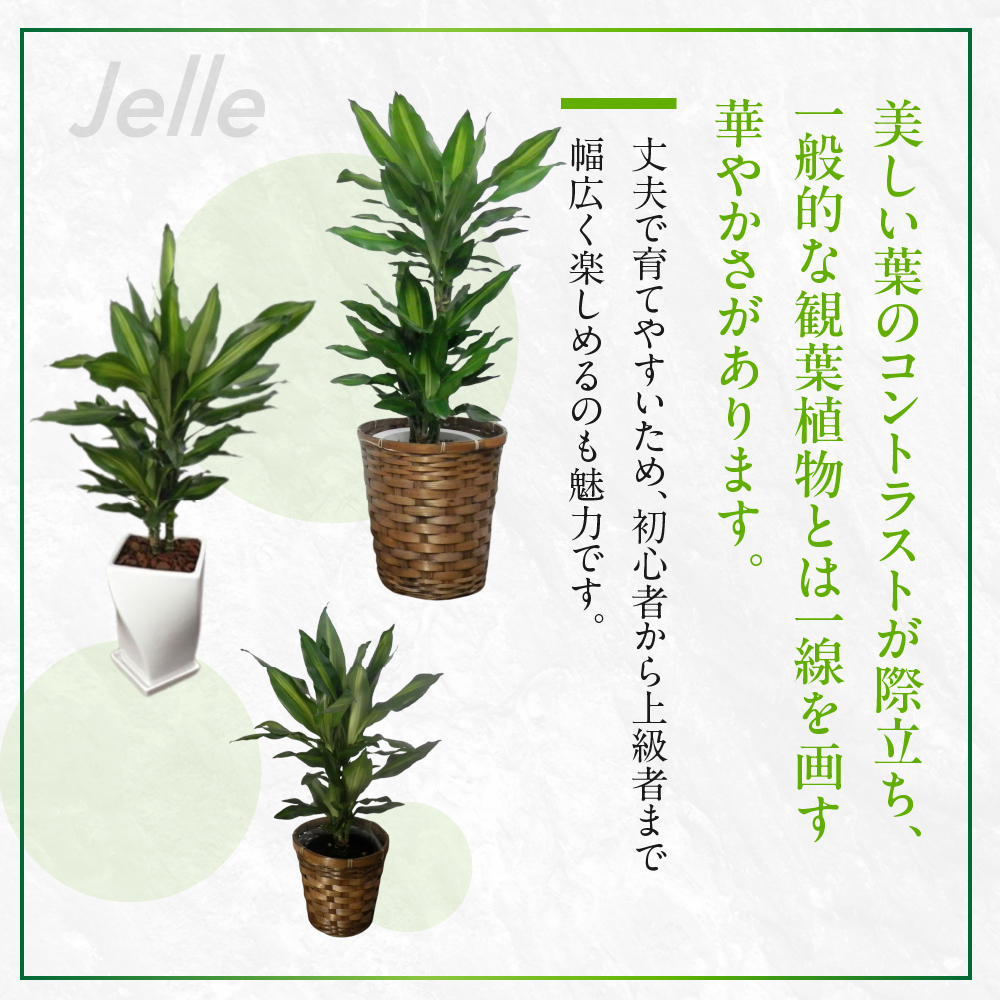 ジェレ 観葉植物 植物 5号鉢 ジェレ 人気 おしゃれ かわいい お手入れ 室内 大鉢 中型 インテリア リビング 玄関 寝室 キッチン オフィス プレゼント ギフト 新居 入居 インテリアグリーン グリーン 緑 植物
