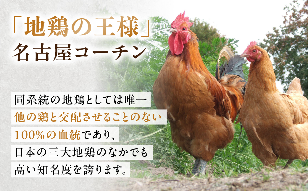 【3kg】三和 純鶏 名古屋コーチン もも肉 3kg 地鶏 鶏肉 創業 明治 33年 さんわ 鶏三和 冷蔵 冷蔵配送  とりにく さんわ 鶏 とり肉 もも モモ肉 もも肉 国産 田原市 33000円 肉
