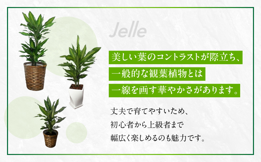ジェレ 観葉植物 植物 6号鉢 ジェレ 人気 おしゃれ かわいい お手入れ 室内 大鉢 中型 インテリア リビング 玄関 寝室 キッチン オフィス プレゼント ギフト 新居 入居 インテリアグリーン グリーン 緑 植物