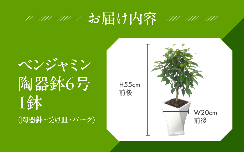 ベンジャミン 観葉植物 植物 6号鉢 人気 おしゃれ かわいい お手入れ 室内 大鉢 中型 インテリア リビング 玄関 寝室 キッチン オフィス プレゼント ギフト 新居 入居 インテリアグリーン グリーン 緑 植物