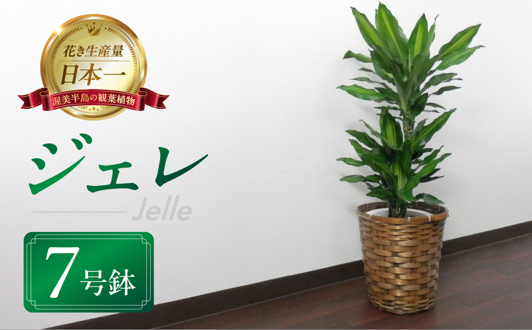 ドラセナ・ジェレ 観葉植物 植物 7号鉢 ジェレ ドラセナ 幸福の木 人気 おしゃれ かわいい お手入れ 室内 大鉢 中型 インテリア リビング 玄関 寝室 キッチン オフィス プレゼント ギフト 新居 入居 インテリアグリーン グリーン 緑 植物