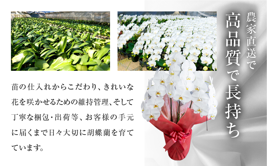 中村洋ランの胡蝶蘭 ミディ 3本立ち ピンク ／ 25輪〜30輪 お花 生花 産地直送 田原市 渥美半島