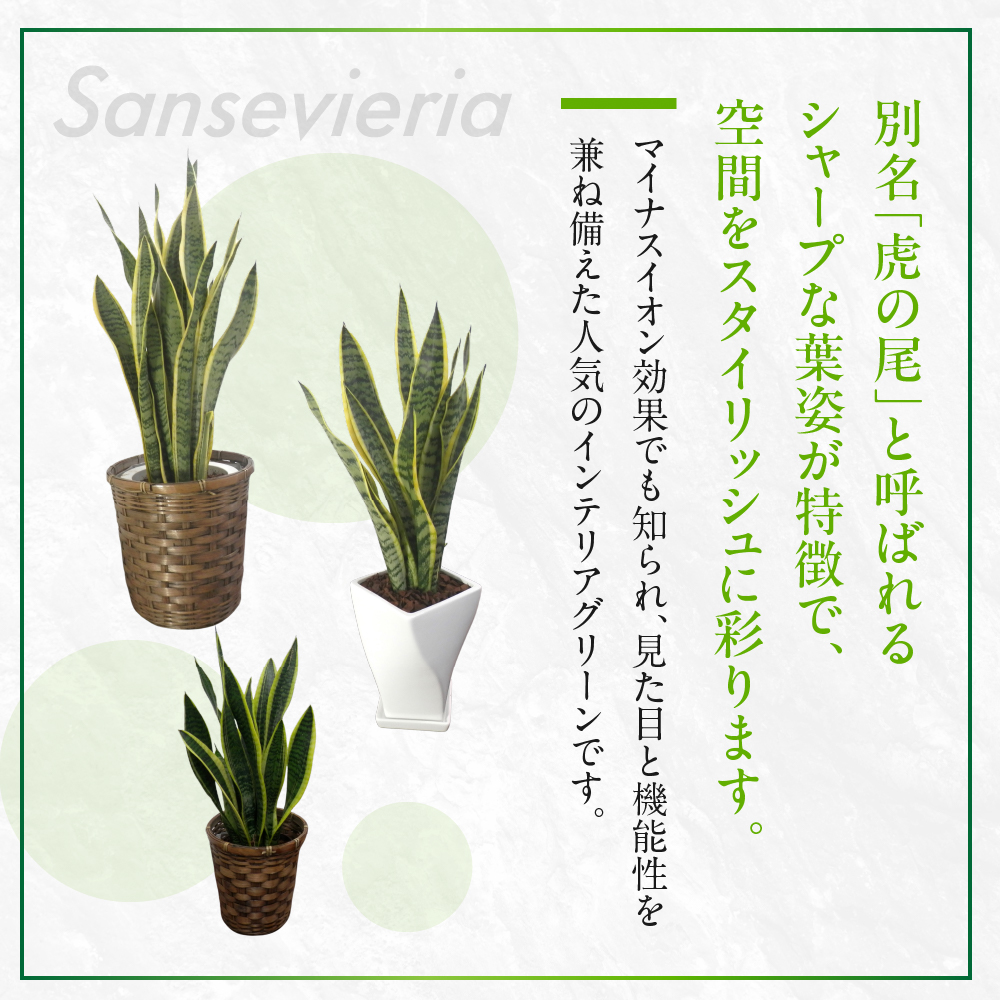 サンスベリア 6号鉢 観葉植物 植物 サンスベリア 人気 おしゃれ かわいい 初心者 枯れにくい 育てやすい お手入れ 室内 大鉢 中型 インテリア リビング 玄関 寝室 キッチン オフィス 店舗 プレゼント ギフト 新築 引っ越し
