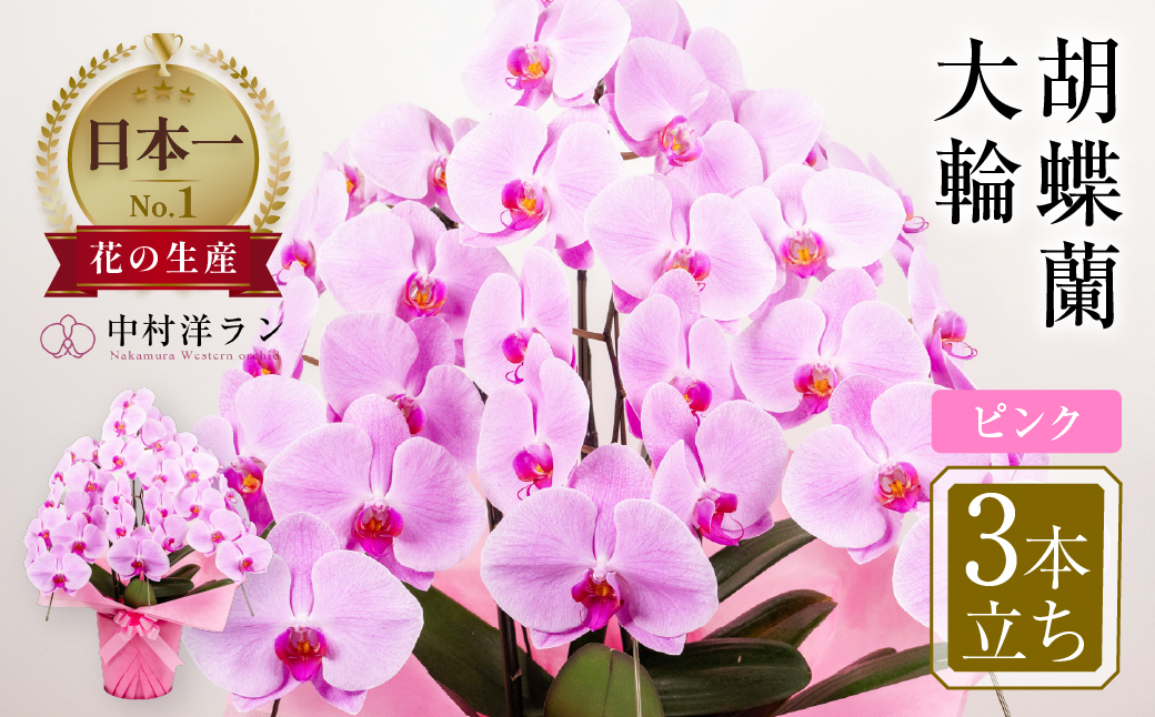 中村洋ランの胡蝶蘭　大輪　3本立ち　ピンク ／ お花 生花 室内装飾 愛知県 特産品 産地直送 田原市 渥美半島