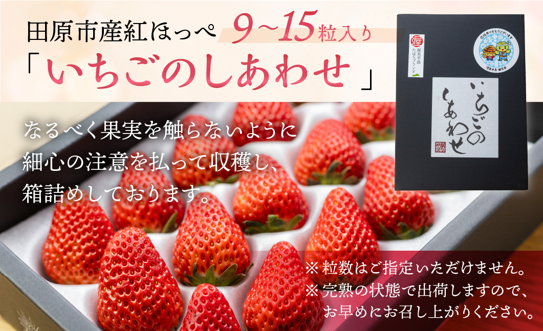 ≪先行予約≫【愛知県・田原産】ブランドいちご「いちごのしあわせ」約9粒〜15粒 ／ 苺 イチゴ フルーツ 果物 農薬節減 愛知県 特産品 産地直送 田原市 渥美半島