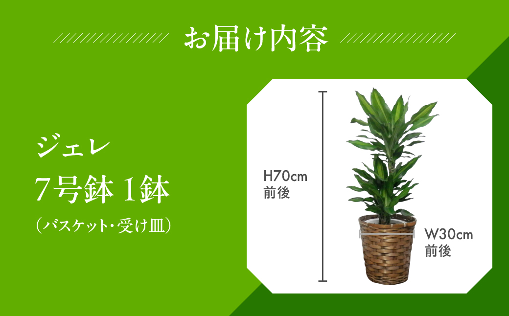 ドラセナ・ジェレ 観葉植物 植物 7号鉢 ジェレ ドラセナ 幸福の木 人気 おしゃれ かわいい お手入れ 室内 大鉢 中型 インテリア リビング 玄関 寝室 キッチン オフィス プレゼント ギフト 新居 入居 インテリアグリーン グリーン 緑 植物