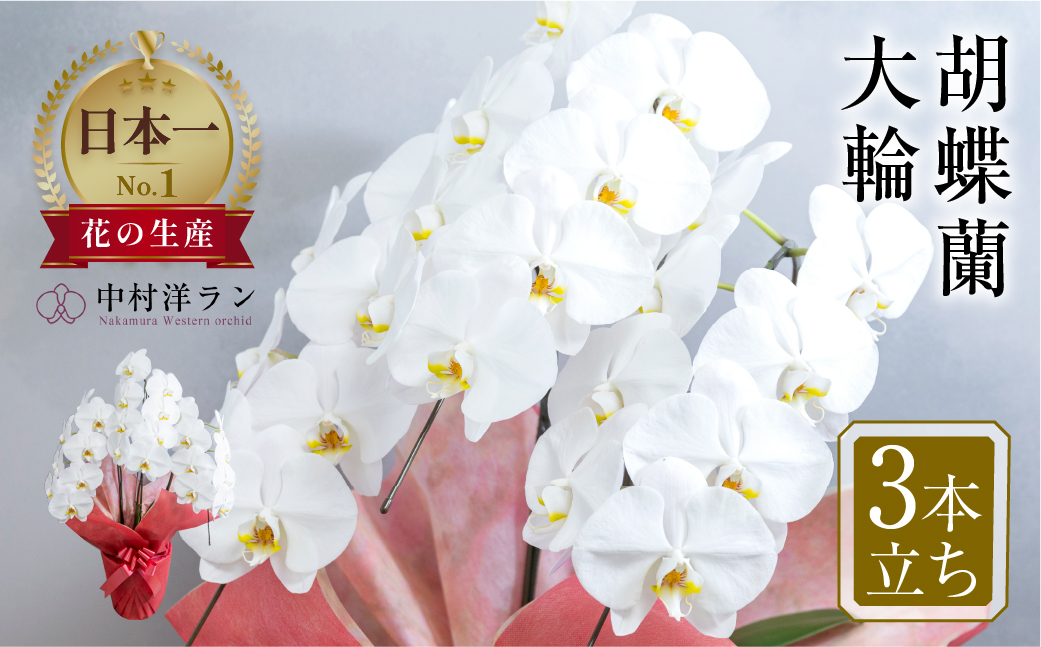 中村洋ランの胡蝶蘭　大輪　3本立ち　白 ／ お花 生花 室内装飾 愛知県 特産品 産地直送 田原市 渥美半島
