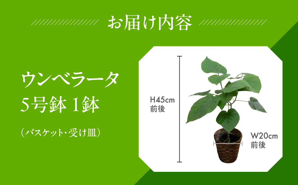 ウンベラータ 観葉植物 植物 5号鉢 人気 おしゃれ かわいい お手入れ 室内 大鉢 中型 インテリア リビング 玄関 寝室 キッチン オフィス プレゼント ギフト 新居 入居 インテリアグリーン グリーン 緑 植物