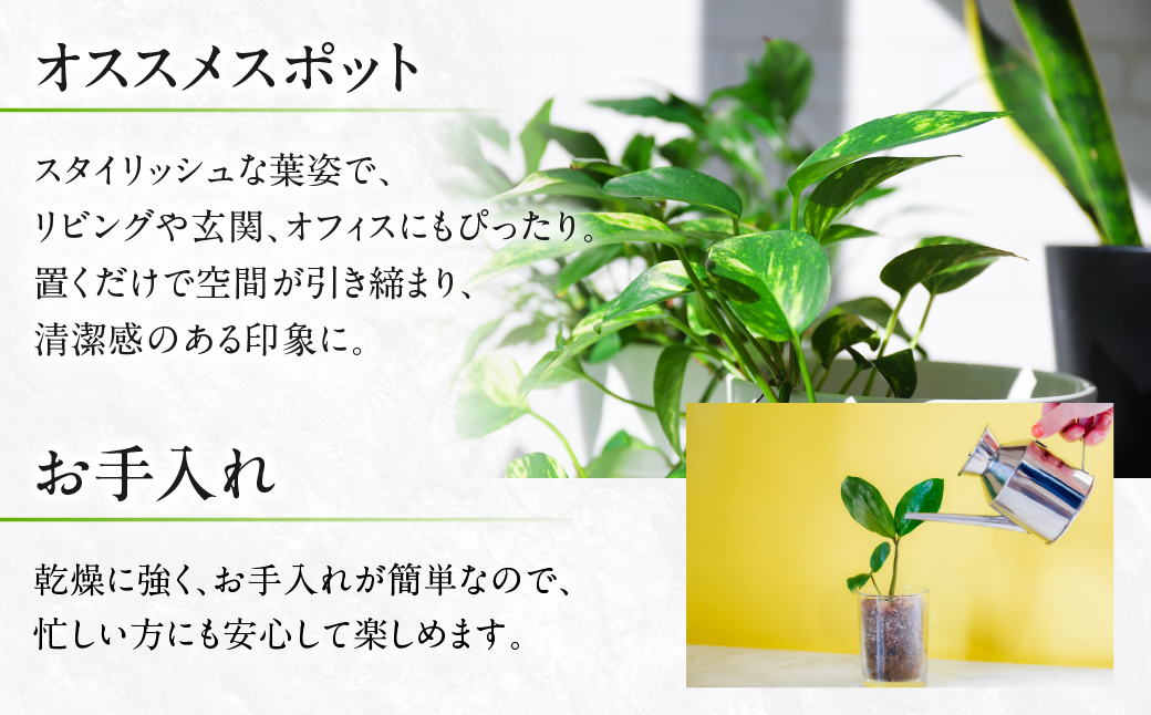サンスベリア 6号鉢 観葉植物 植物 サンスベリア 人気 おしゃれ かわいい 初心者 枯れにくい 育てやすい お手入れ 室内 大鉢 中型 インテリア リビング 玄関 寝室 キッチン オフィス 店舗 プレゼント ギフト 新築 引っ越し