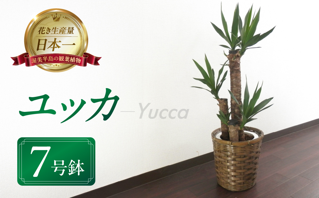 ユッカ 観葉植物 植物 7号鉢 人気 おしゃれ かわいい お手入れ 室内 大鉢 中型 インテリア リビング 玄関 寝室 キッチン オフィス プレゼント ギフト 新居 入居 インテリアグリーン グリーン 緑 植物