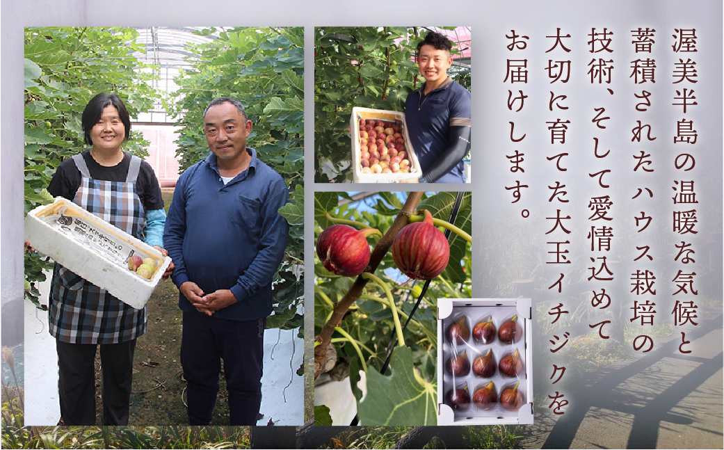【先行予約2026年6月〜お届け】　完熟 いちじく［極］ 無花果 9-12玉 【専用箱でお届け】