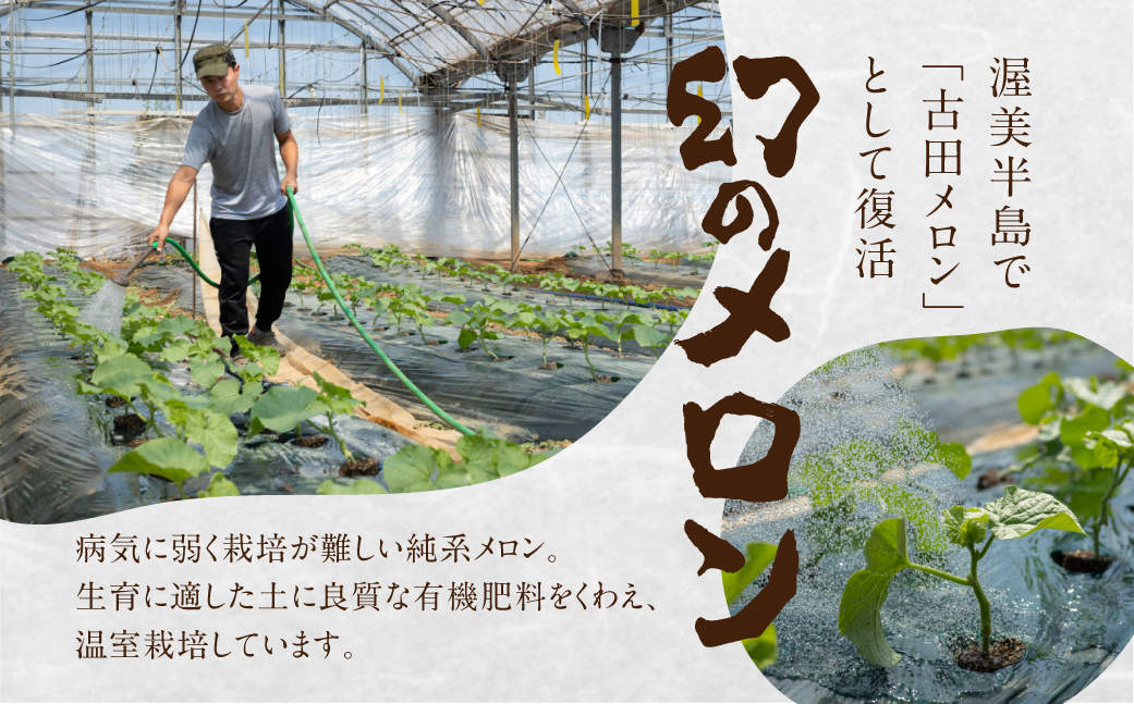 å
è¡äºçŽ æž¥çŸåå³¶ç³äºèŸ²åã»çŽç³»å€ç°ã¡ãã³2ç ã2026幎7æçºéã çŽç³» 箱詰ã ã¡ãã³ ãã«ãŒã æç© ãåãå¯ã 枥çŸåå³¶ ç£å°çŽé å¹» åžå°å ç°ååž éæç¡æ 20,000å