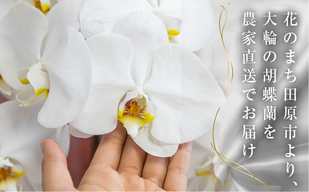 中村洋ラン  胡蝶蘭 大輪 3本立ち 白 ラッピング ／ お花 生花 室内装飾 愛知県 特産品 産地直送 田原市 渥美半島