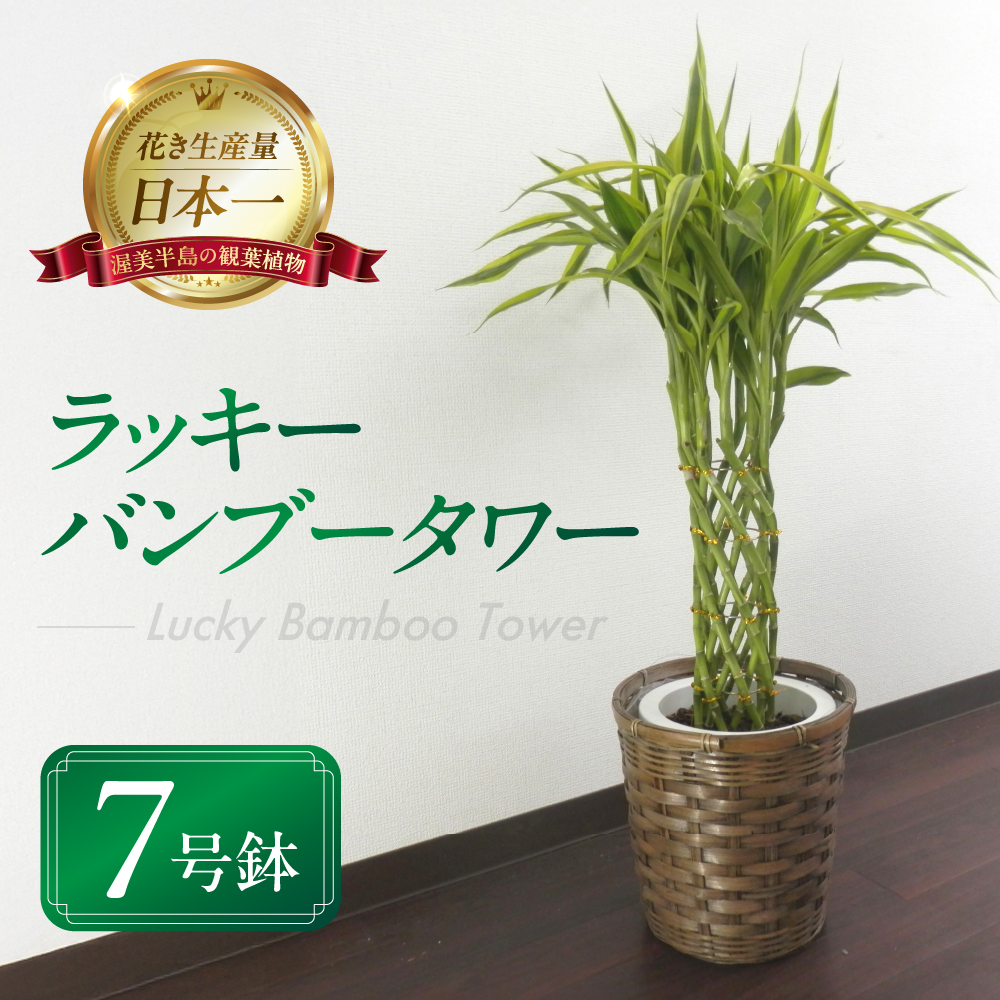 ラッキーバンブータワー 観葉植物 植物 7号鉢 人気 バンブー 竹 おしゃれ かわいい お手入れ 室内 大鉢 中型 インテリア リビング 玄関 寝室 キッチン オフィス プレゼント ギフト 新居 入居 インテリアグリーン グリーン 緑 植物
