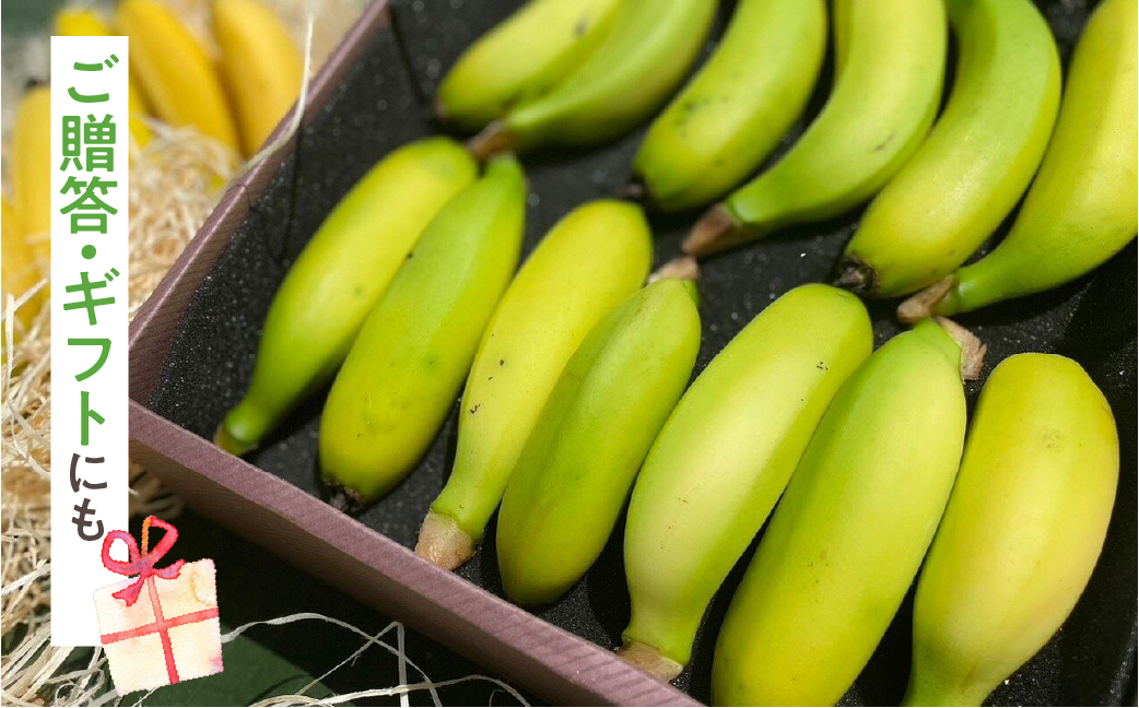 ≪先行予約≫【愛知県・田原産】≪先行予約≫ 愛知県・田原産 ブランドばなな『ばななのよろこび』1kg 