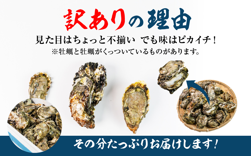 【先行予約】訳あり 殻付き 生牡蠣 5kg 加熱用 軍手・牡蠣ナイフ付 牡蠣 カキ かき 生 殻付牡蠣 フライ 鍋 バーベキュー BBQ 海鮮 魚介 魚貝 貝 魚介類 新鮮 渥美半島 田原市 愛知県 国産 海産物 オイスター 海の ミルク 軍手 牡蠣 ナイフ 付 冬 〜 春