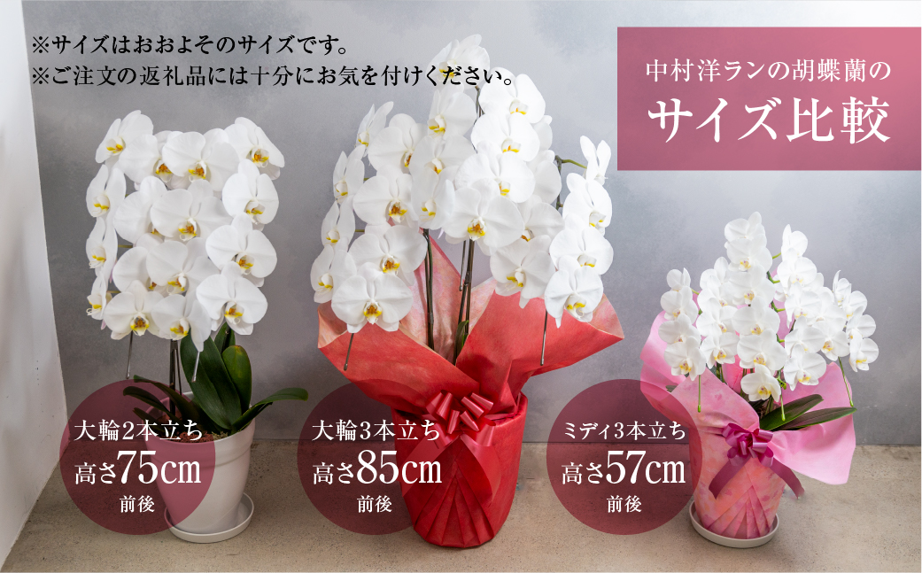 中村洋ラン 胡蝶蘭 ミディ 3本立ち 白 ／ 25輪〜30輪 お花 生花  アマビリス 愛知県 田原市 渥美半島
