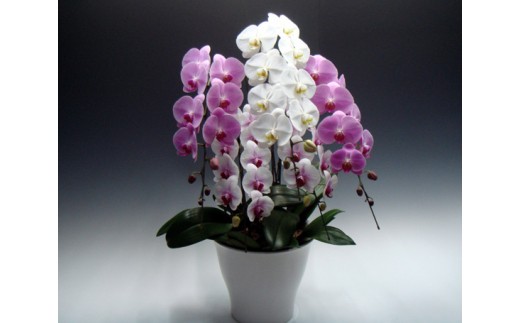 中村洋ランの胡蝶蘭　大輪　5本立ち　ミックス（白・ピンク・白赤） ／ お花 生花 室内装飾 愛知県 特産品 産地直送 田原市 渥美半島