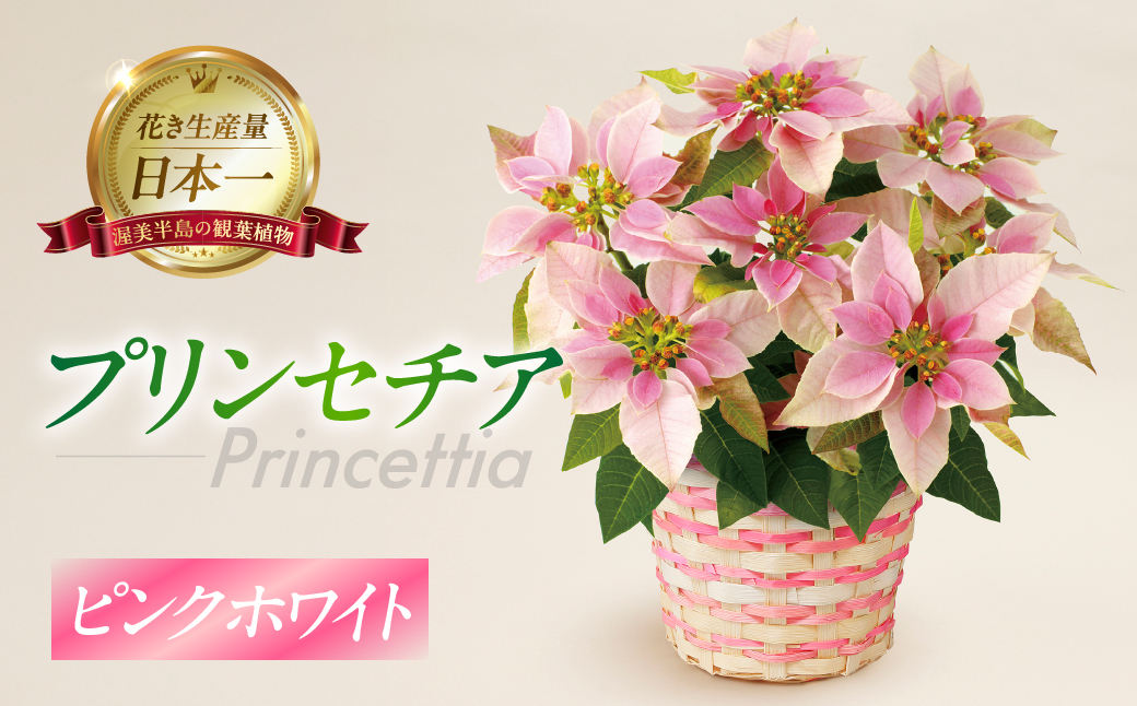 プリンセチア ピンクホワイト 観葉植物 植物 5号鉢 人気 おしゃれ かわいい お手入れ 室内 大鉢 中型 インテリア リビング 玄関 寝室 キッチン オフィス プレゼント ギフト 冬 クリスマス フラワーギフト