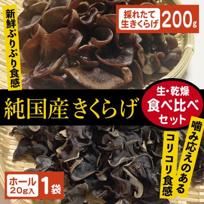 純国産きくらげ　生・乾燥セット【配送不可地域：離島】【1777830】