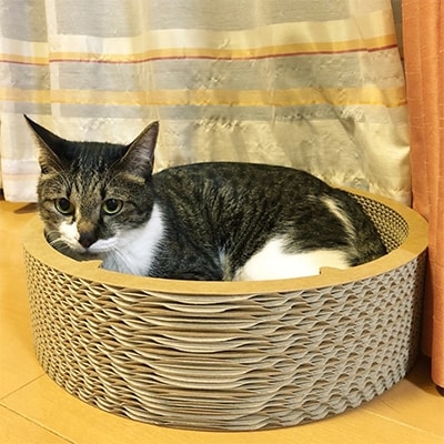 ダンボールねこちぐら【1101529】