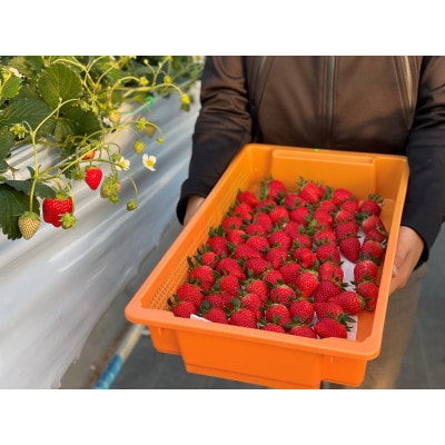 【産直】完熟よつぼし『四重奏』　愛知県みよし市　4パック(約1kg)【配送不可地域：離島・北海道・沖縄県】【1369815】