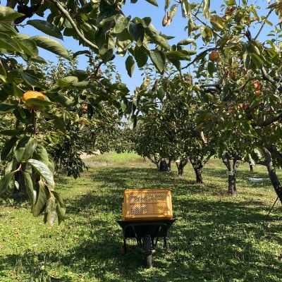 èä¿çµã®å¯ææ¿ã1656395ã