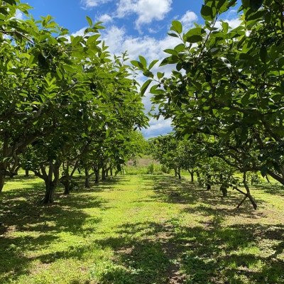 èä¿çµã®å¯ææ¿ã1656395ã