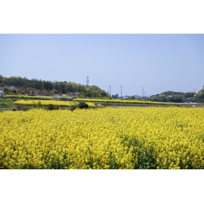 なのはな油600g×24(愛知県産菜種100%使用、昔ながらの一番搾り製法)【1261107】