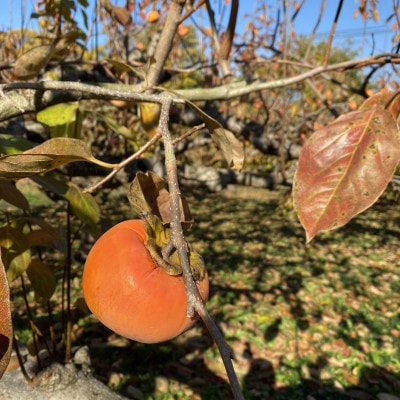 èä¿çµã®å¯ææ¿ã1656395ã