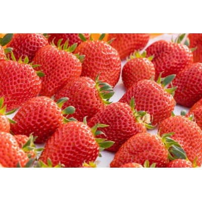 【産直】完熟よつぼし『四重奏』　愛知県みよし市　4パック(約1kg)【配送不可地域：離島・北海道・沖縄県】【1369815】