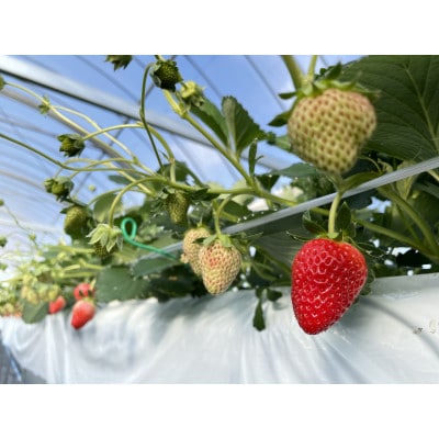 【産直】完熟よつぼし『四重奏』　愛知県みよし市　4パック(約1kg)【配送不可地域：離島・北海道・沖縄県】【1369815】