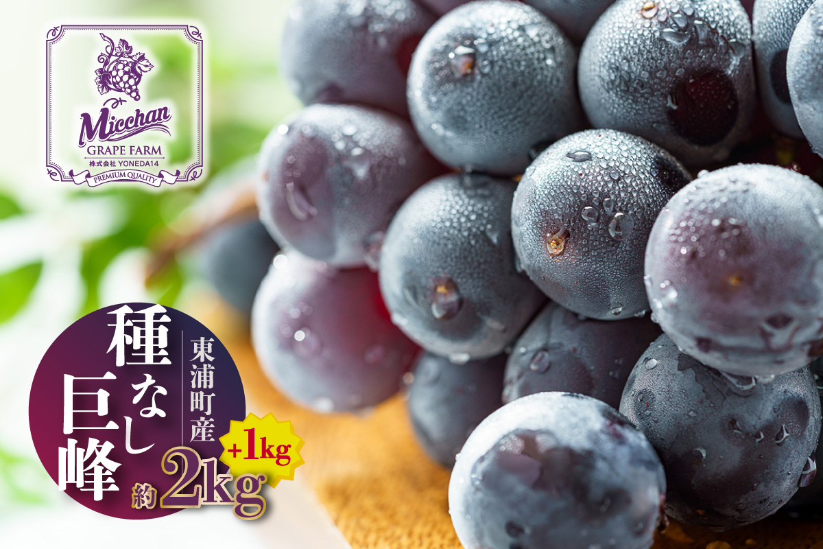 【先行予約】【2026年8月発送】東浦町産 種なし巨峰・約3kg（2kg＋1kg！）【みっちゃんぶどう園】