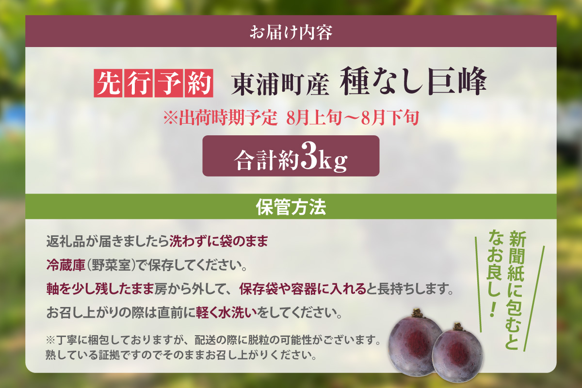 【先行予約】【2026年8月発送】東浦町産 種なし巨峰・約3kg（2kg＋1kg！）【みっちゃんぶどう園】