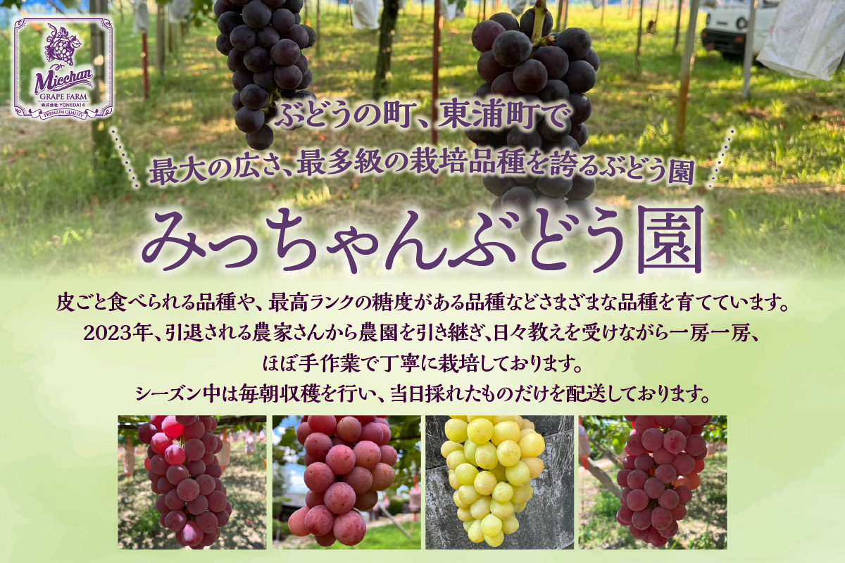 【先行予約】【2026年8月発送】東浦町産 ぶどうMIX・約1kg
