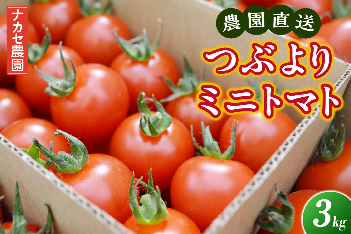 農園直送 つぶより ミニトマト 3kg入り│トマト プチトマト 甘い 野菜 産地直送 愛知県 東浦町