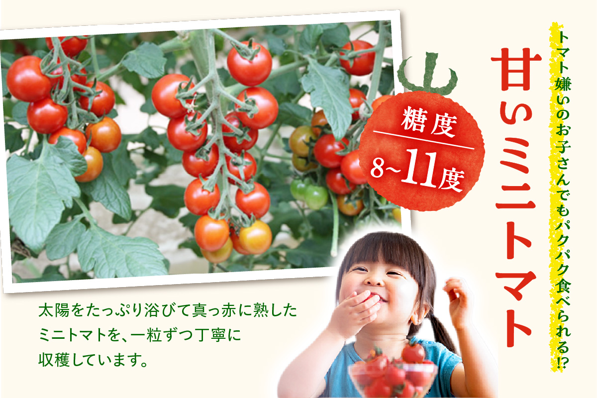 農園直送 つぶより ミニトマト 3kg入り│トマト プチトマト 甘い 野菜 産地直送 愛知県 東浦町