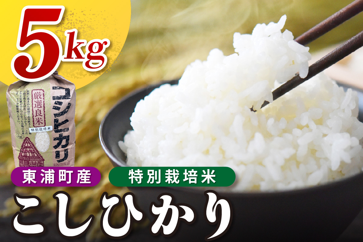 東浦町産 こしひかり 約5kg│米 お米 コメ 白米 精米 新米 産地直送 愛知県産 鈴木農産 愛知県 東浦町
