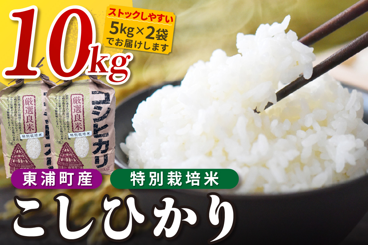 東浦町産　こしひかり　約10kg（5kg×2袋）│米 お米 コメ 白米 精米 新米 産地直送 愛知県産 鈴木農産 愛知県 東浦町