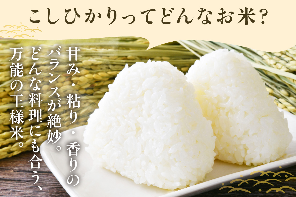 東浦町産　こしひかり　約10kg（5kg×2袋）│米 お米 コメ 白米 精米 新米 産地直送 愛知県産 鈴木農産 愛知県 東浦町