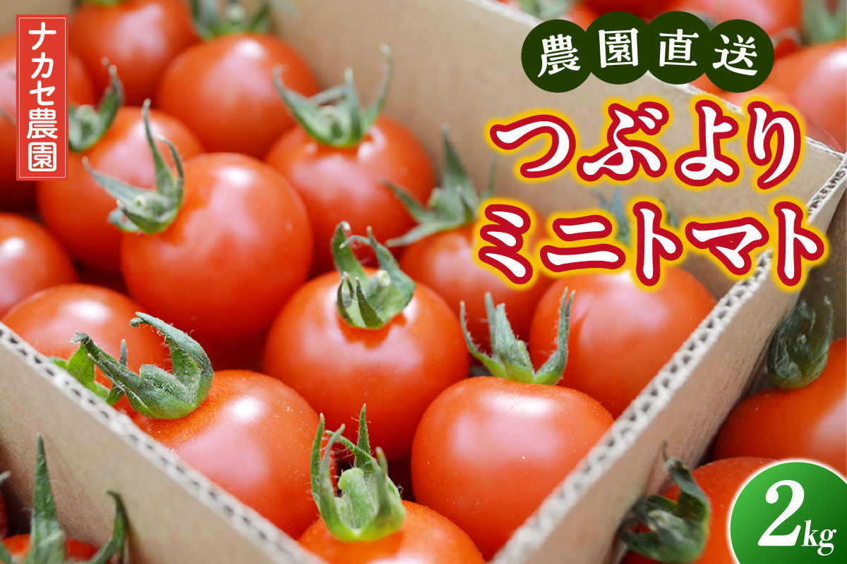 【先行予約】≪2027年1月より順次発送≫農園直送 つぶより ミニトマト 2kg入り｜トマト プチトマト 甘い 野菜 産地直送 愛知県 東浦町