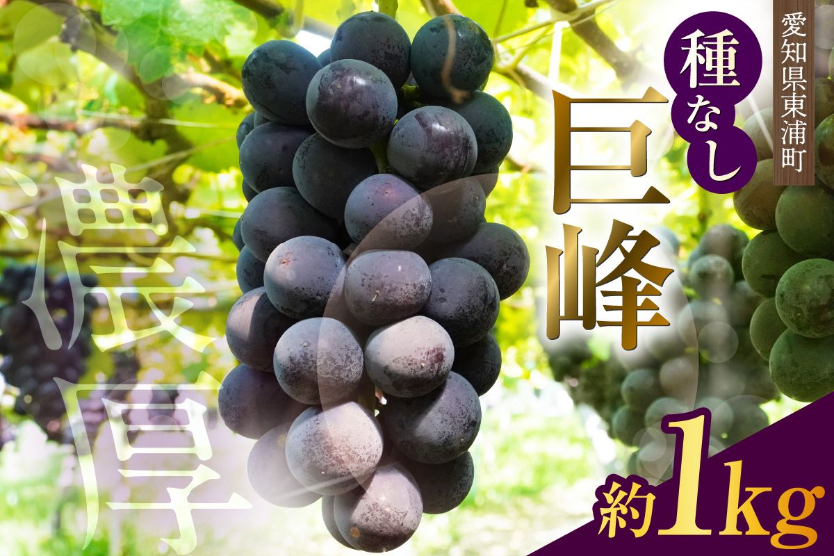 東浦町産 種なし巨峰（約1kg）｜ぶどう 葡萄 ブドウ 巨峰 グレープ 種なし 果物 新鮮 朝採り 直送 高糖度 甘い フルーツ 旬 ギフト 2026 愛知県 東浦町