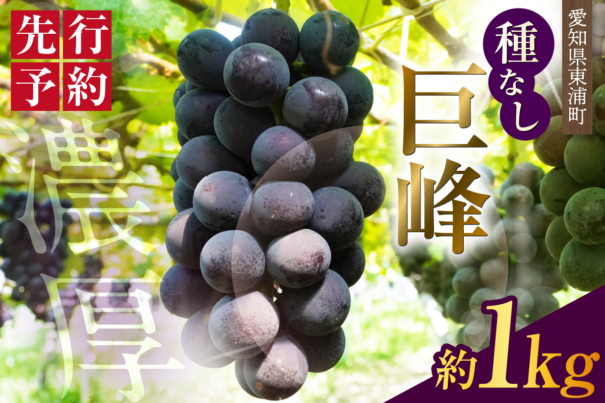 【先行予約】【2026年8月発送】東浦町産 種なし巨峰（約1kg）｜ぶどう 葡萄 ブドウ 巨峰 グレープ 種なし 果物 新鮮 朝採り 直送 高糖度 甘いフルーツ 旬 ギフト 愛知県 東浦町